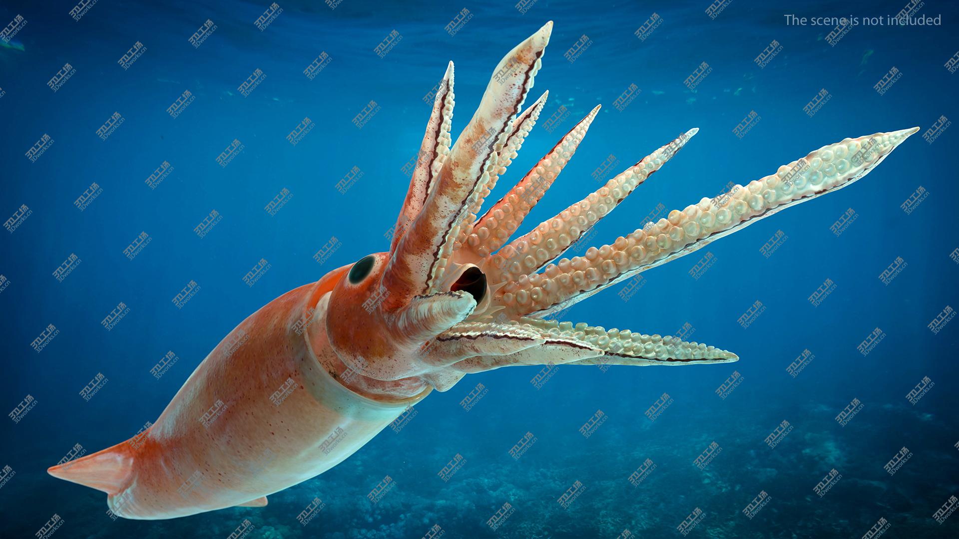 images/goods_img/202105071/Arrow Squid Doryteuthis Plei 3D/4.jpg